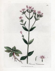 Centauree Chironia - Centaury, Chironia centaurium by James Sowerby