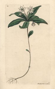 Chickweed Winter-green