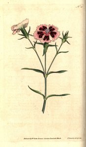 China carnation or China pink, Dianthus chinensis by James Sowerby