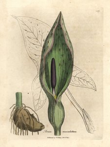Common arum, Arum maculatum