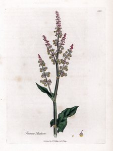 Common oseillle or large sorrel - Garden sorrel, Rumex acetosa by James Sowerby