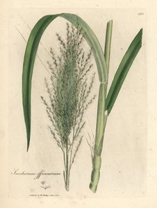 Common sugar cane, Saccharum officinarum by James Sowerby