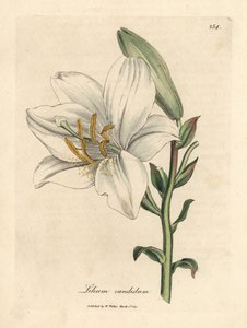 Common white lily, Lilium candidum