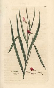 Crimson Grassvetch, Lathyrus nissolia. Handcoloured Copperplate Engraving after an Illustration by James Sowerby from James Smith