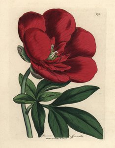 Crimson Peony, Paeonia officinalis