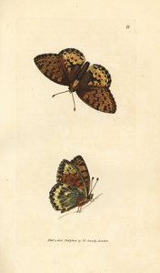 Dark green fritillary, Argynnis aglaia by James Sowerby