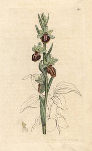 Early Spider Orchid, Ophrys sphegodes