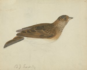 Eurasian Skylark by James Sowerby