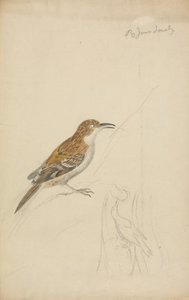 Eurasian Treecreeper by James Sowerby