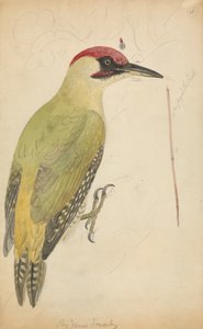 European Green Woodpecker by James Sowerby
