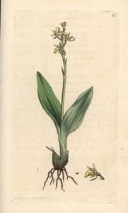 Fen orchid, Liparis loeselii