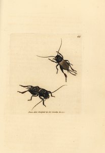 Field cricket, Gryllus campestris (Accheta campestris)