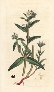 Field Gromwell, Buglossoides Arvensis (Lithospermum Arvense) (Gremil des Champs) by James Sowerby