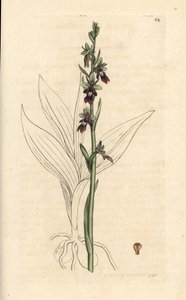 Fly Orchid, Ophrys Insectifera (Fly Orchis, Ophrys Muscifera)