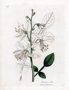 Fraxinelle - White Fraxinella or Bastard Dittany, Dictamnus Albus