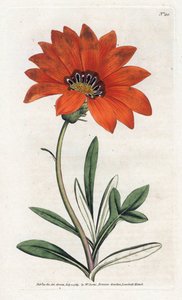 Gazania steep by James Sowerby