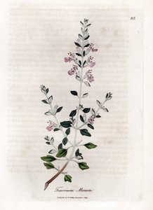 Germandree marum or germandree of cats - Cat thyme, Teucrium marum by James Sowerby