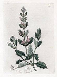 Germandree Petit Oak - Common Germander, Teucrium Chamaedrys by James Sowerby