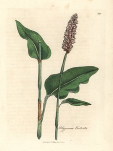 Greater bistort, Polygonum bistorta