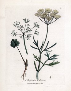 Green Anise, Pimpinella anisum by James Sowerby