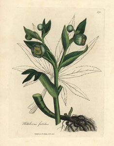 Green flowered fetid hellebore or bear