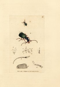 Ground beetle, Drypta dentata by James Sowerby