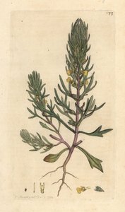 Ground Pine by James Sowerby