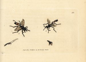 Hairy sandwasp, Podalonia hirsuta by James Sowerby