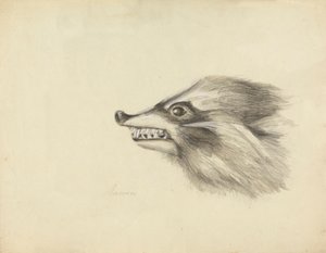 Head of a Racoon by James Sowerby