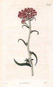 Immortelle star (Handcoloured copperplate engraving by Weddell after an illustration by James Sowerby from Samuel Curtis