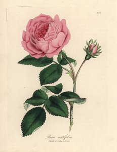 Large pink hundred-leaved rose, Rosa centifolia