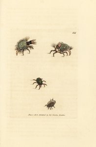 Larva of the Hemerobius (lacewing) clothed in lichen, with mite, Acarus amictus and little basket mite, Acarus corbicula by James Sowerby