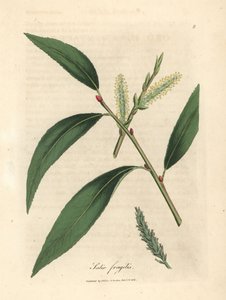 Leaves and Catkins of the Crack Willow Tree