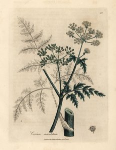 Leaves and flowers of hemlock, Conium maculatum by James Sowerby