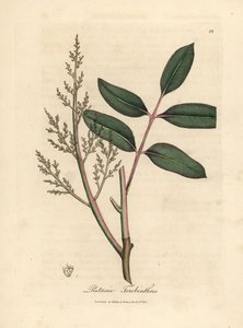 Leaves and flowers of the chian tree, Pistacia terebinthus by James Sowerby