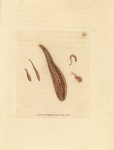 Leech, Hirudo circulans
