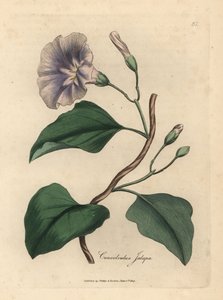 Lilac Flowered Jalap Bindweed, Convolvulus jalapa