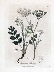 Locage saxifrage - Burnet saxifrage, Pimpinella saxifraga by James Sowerby