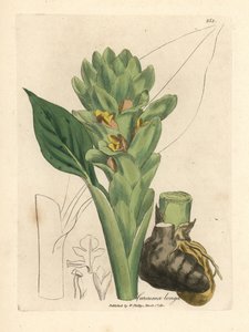 Long-rooted turmeric, Curcuma longa