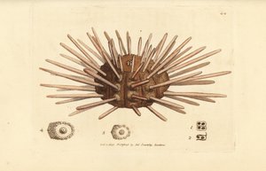 Long-spine slate pen sea urchin, Cidaris cidaris by James Sowerby