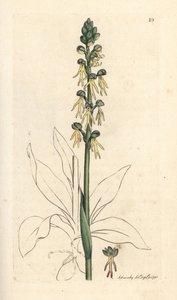 Man Orchid, Orchis anthropophora (Green Man Orchis, Ophrys anthropophora). Handcoloured Copperplate Engraving after an Illustration by James Sowerby from James Smith