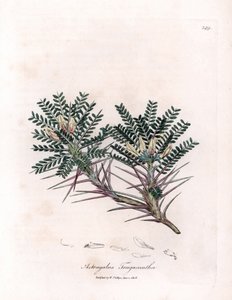 Marseille Astragalus or Mother