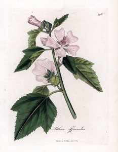 Marshmallow Officinale or Wild or White Purple Marshmallow, Althaea officinalis (Handcoloured copperplate engraving) by James Sowerby