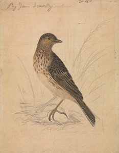Meadow Pipit