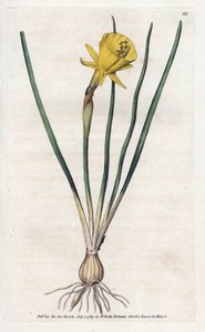 Medusa Trumpet