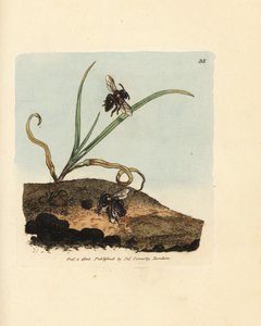 Mining bee, Andrena nigroaenea
