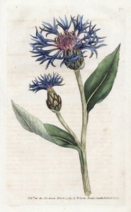 Mountain Centauree or Perennial Blueberry by James Sowerby