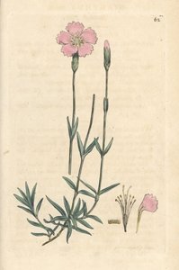 Mountain Pink, Dianthus Caesius by James Sowerby