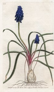 Muscari Neglectum
