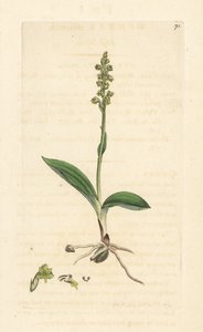 Musk Orchid by James Sowerby